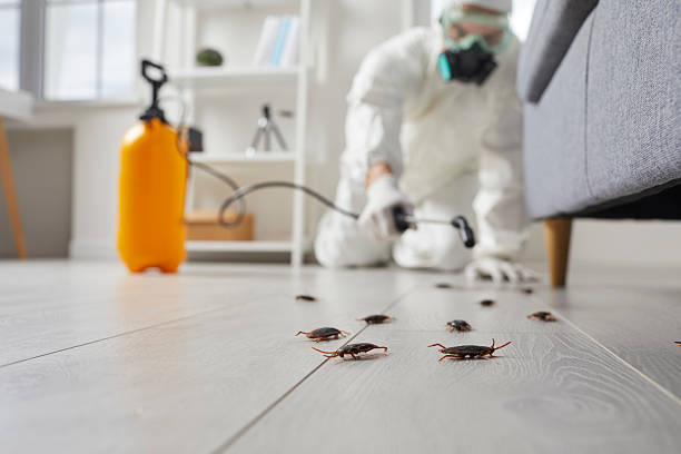 Post-Treatment Bed Bug Interceptor Monitoring in Kildeer